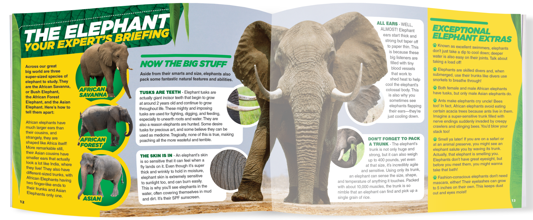 The Kids Guide to Animals - The Elephant