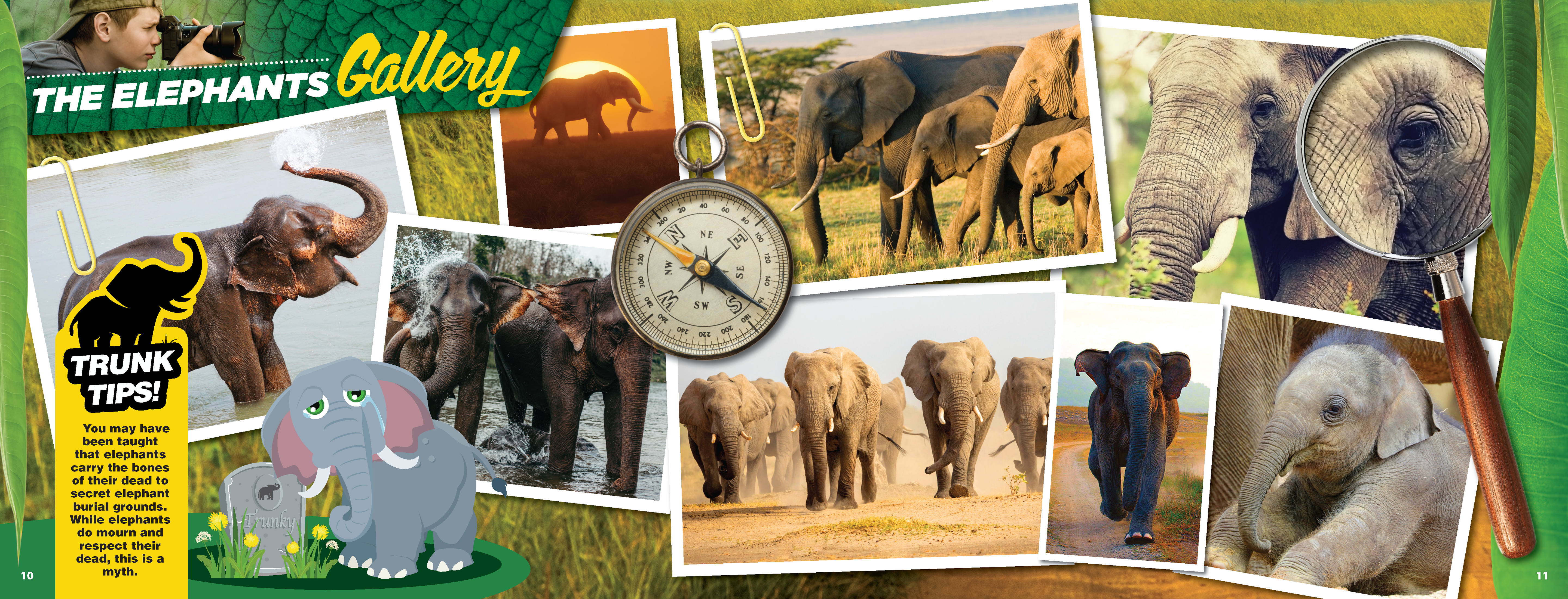 The Kids Guide to Animals - The Elephant
