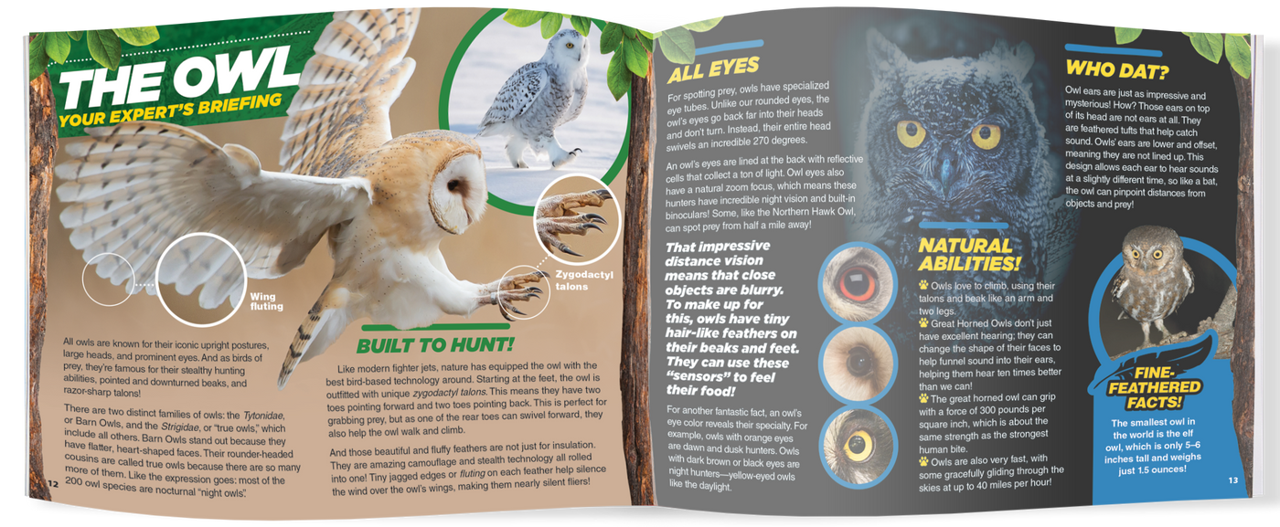 The Kids Guide to Animals - The Owl