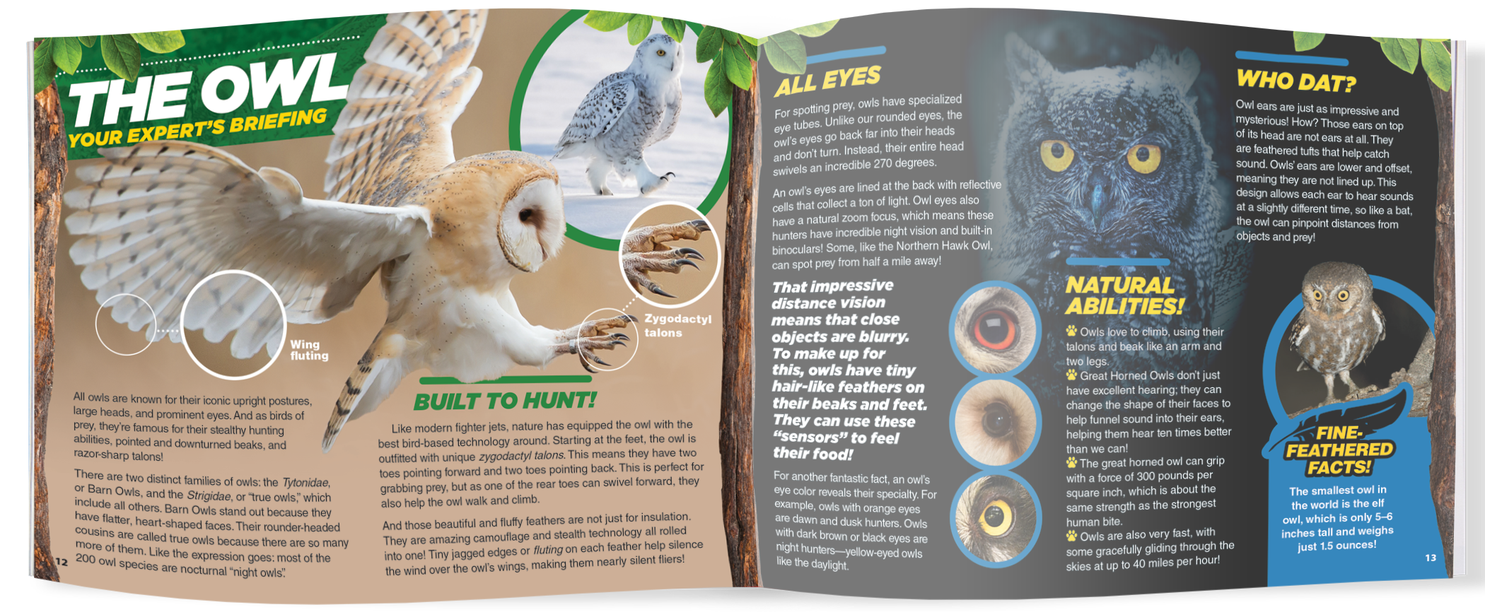 The Kids Guide to Animals - The Owl