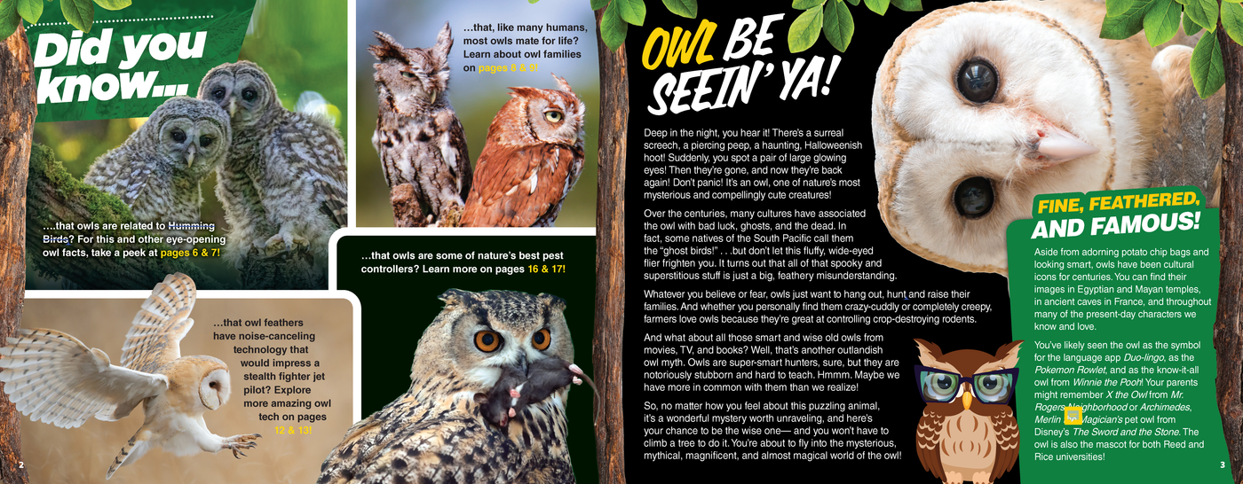 The Kids Guide to Animals - The Owl