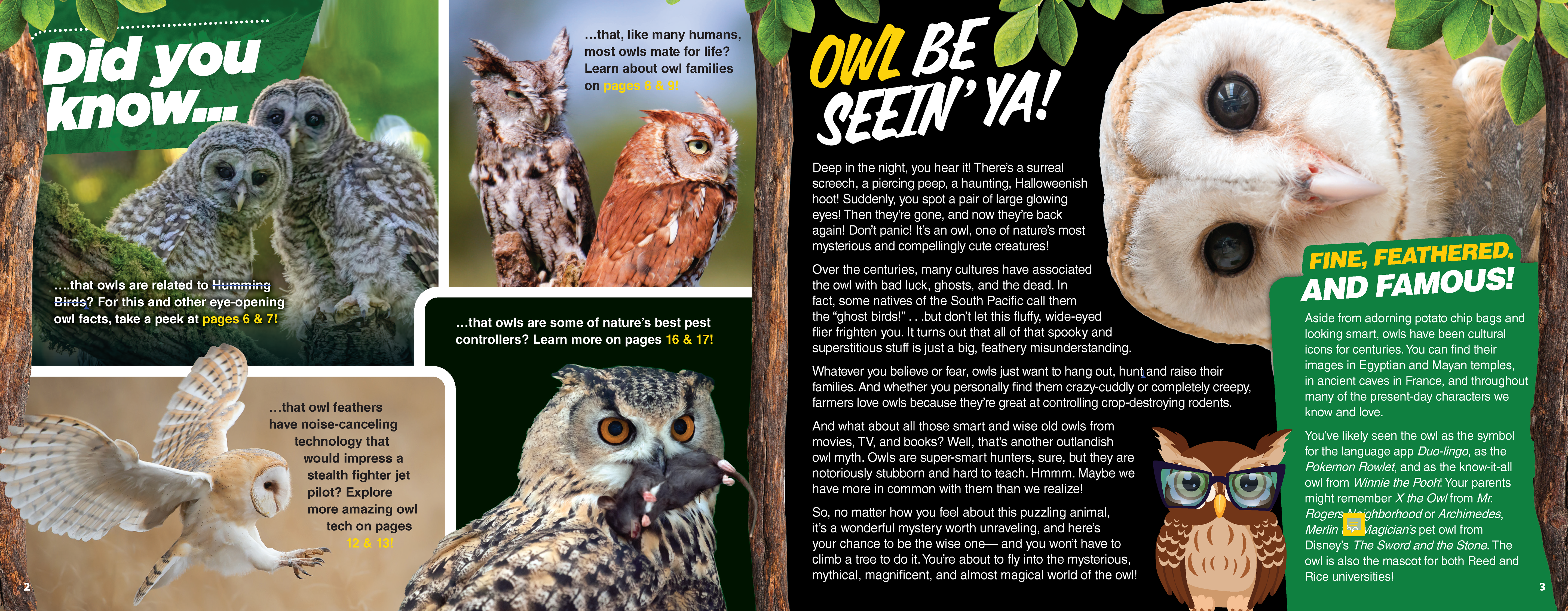 The Kids Guide to Animals - The Owl
