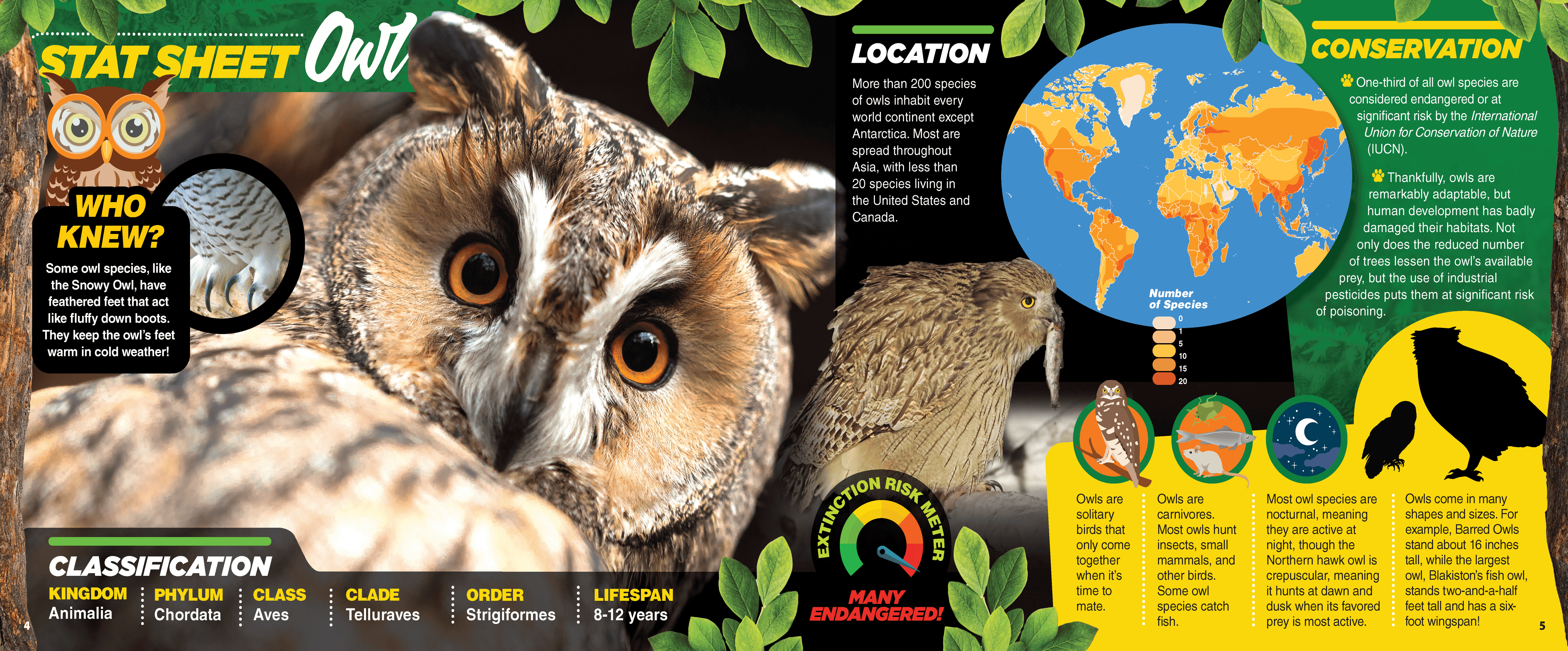 The Kids Guide to Animals - The Owl