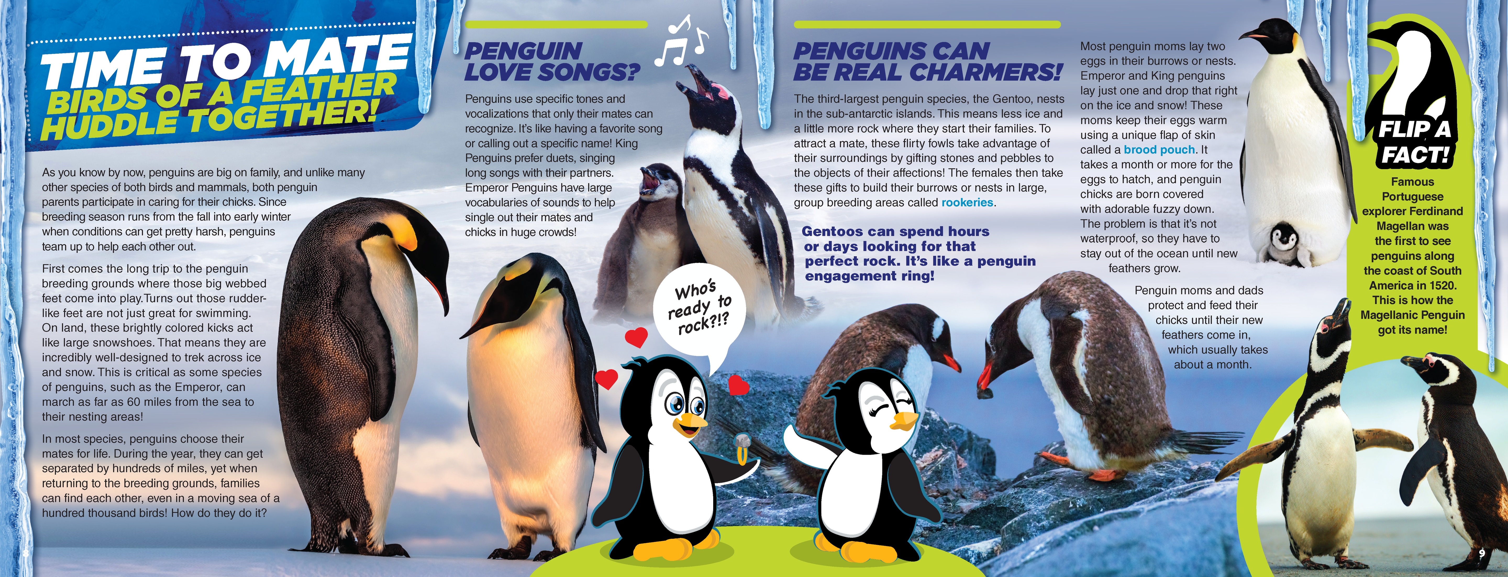 The Kids Guide to Animals - The Penguin