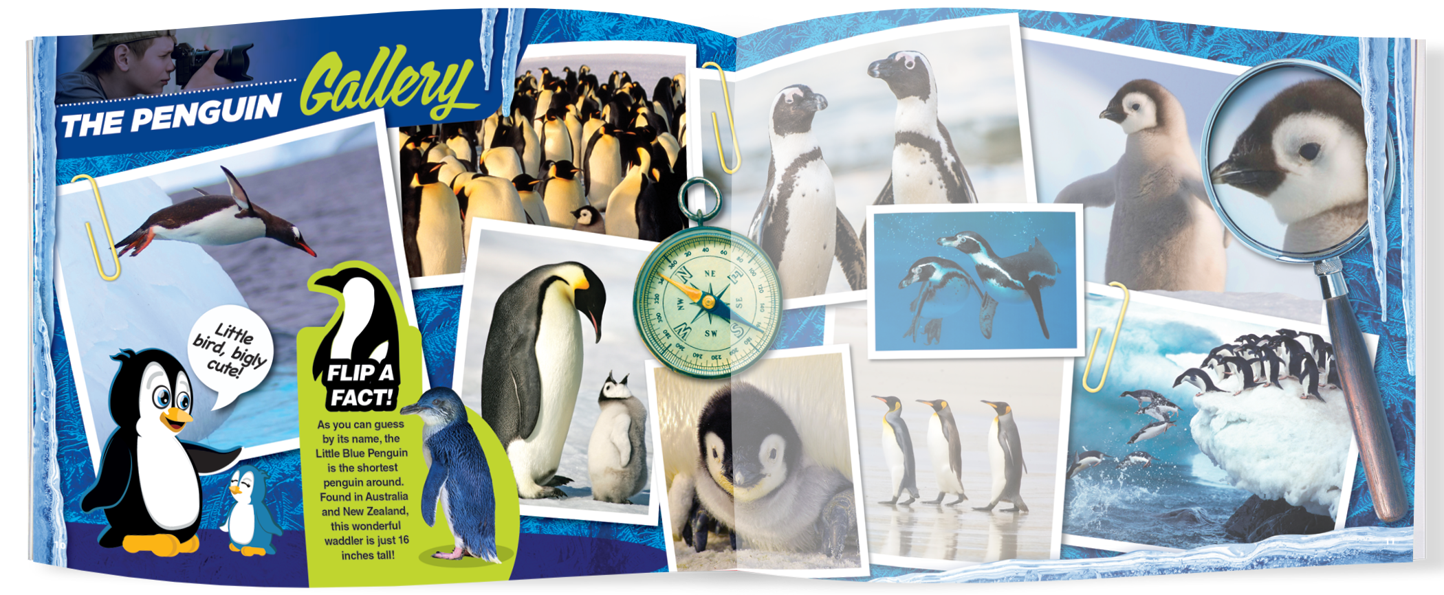 The Kids Guide to Animals - The Penguin