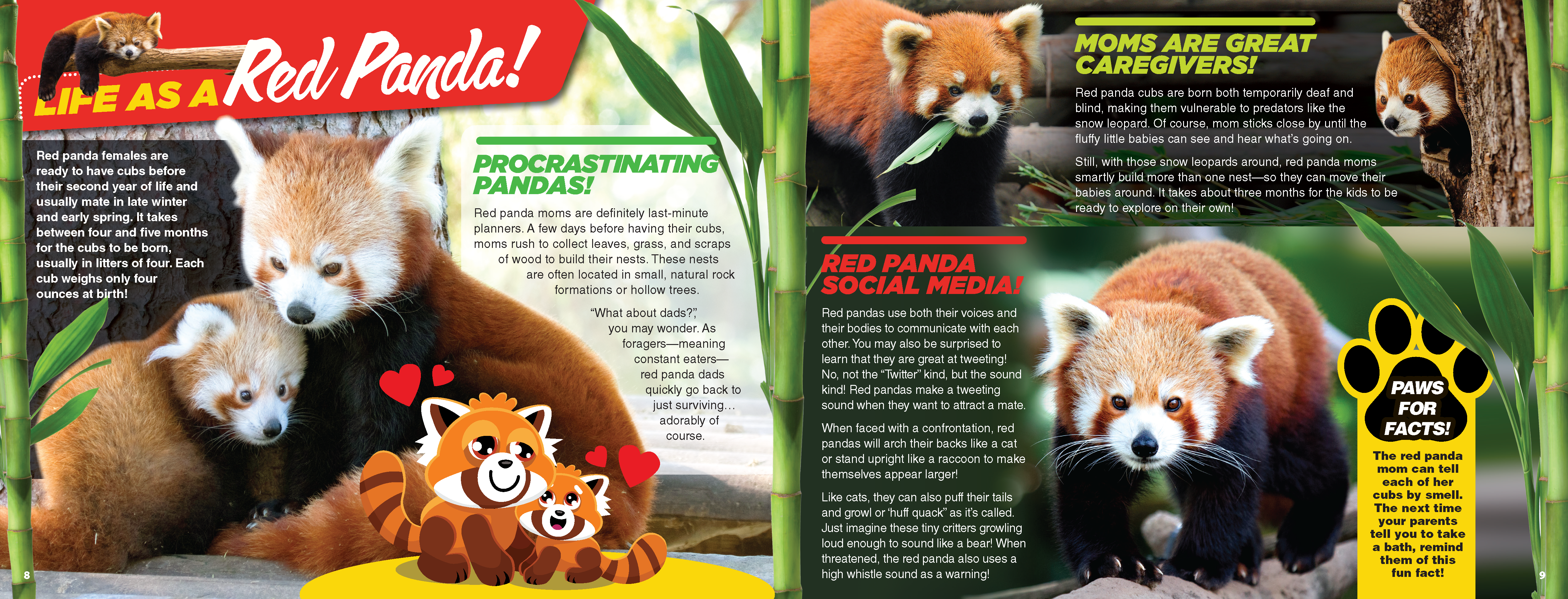 The Kids Guide to Animals - The Red Panda