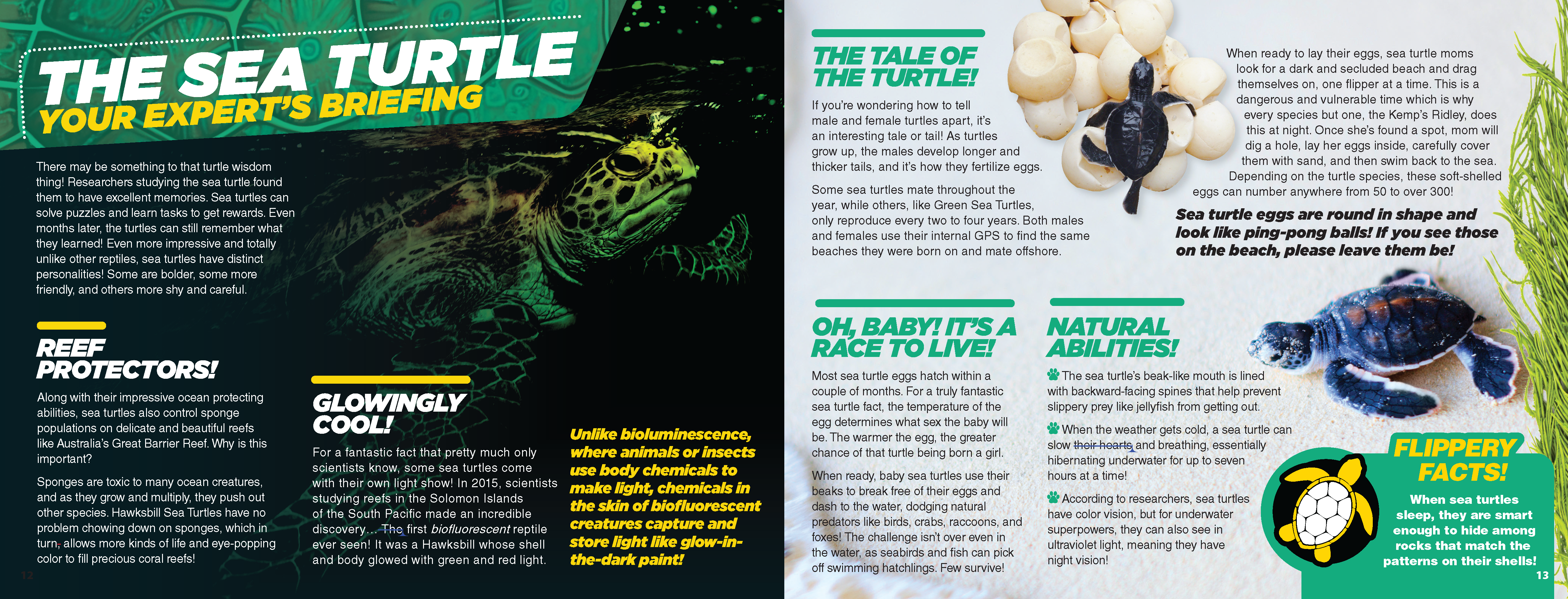 The Kids Guide to Animals - The Sea Turtle