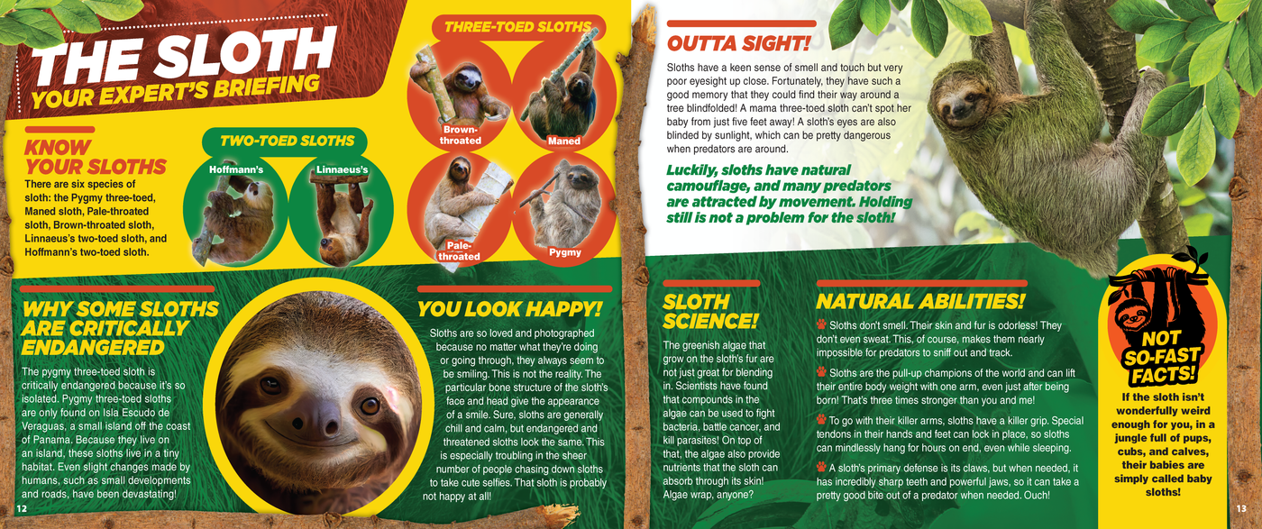 The Kids Guide to Animals - The Sloth