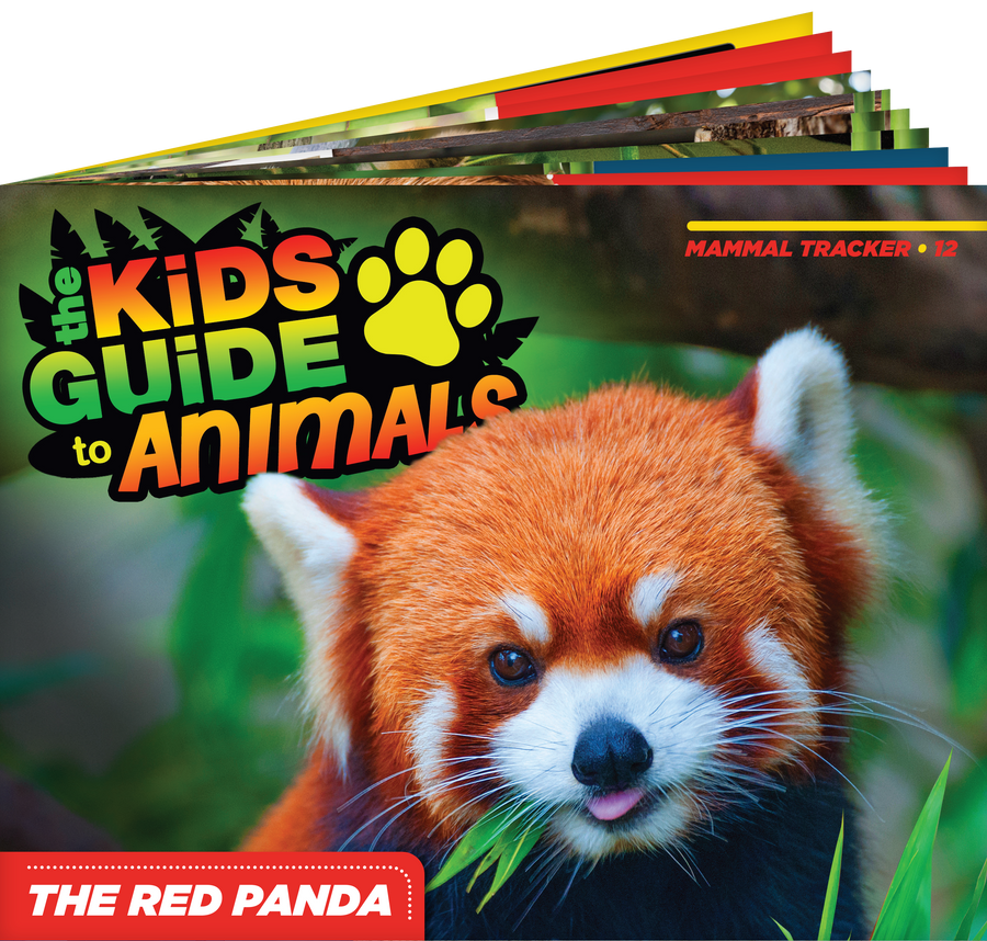 The Kids Guide to Animals - The Red Panda